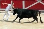 corrida in Camargue corrida in Camargue
