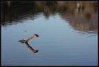 Nessie Nessie