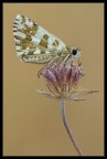 Pyrgus malvae Pyrgus malvae