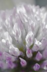 Soft Colors Soft Colors