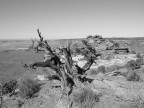 desert view#2 desert view#2
