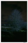Alberi..nella notte Alberi..nella notte