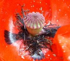 fiore fiore
