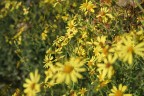 fiori fiori