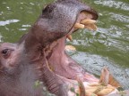 Ippopotamo mentre mangia allo zoo di Roma