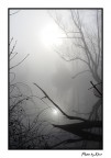 Palude nella nebbia Palude nella nebbia