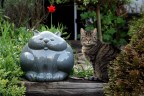 gatto? quale gatto!? gatto? quale gatto!?
