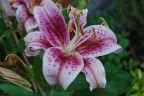 orchidea orchidea