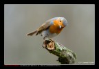 Pettirosso curioso Pettirosso curioso