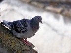 piccione2 piccione2