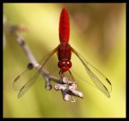 Libellula