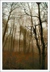 Nel bosco d'inverno Nel bosco d'inverno