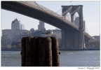 American Seagull