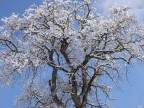 Albero innevato Albero innevato