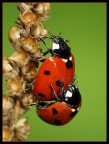 Coccinelle