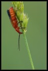 Insetto rosso Insetto rosso