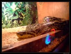 SSSSSSsssssnake Color