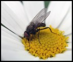 Moschina Moschina