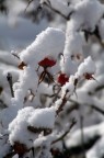 coperto dalla neve coperto dalla neve