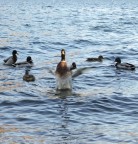 Foto scattata al lago