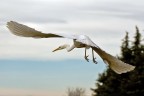 Egretta Alba Egretta Alba