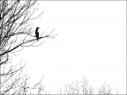 Showbird Showbird