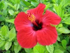 Flower Flower