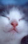 Minou.... in relax Minou.... in relax