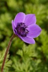 Anemone invernale