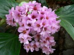 Primula Primula