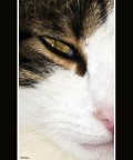 = Fortemente Felino = = Fortemente Felino =