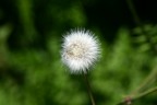 Macrofotografia ad un dente di leone, comunemente chiamato soffione, con Canon EOS 300D + 28-80