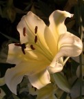 macro5 macro5