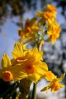 Solo un fiore Solo un fiore