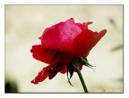 Buon S.Valentino a tutti Buon S.Valentino a tutti