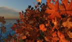 Foglie d'autunno Foglie d'autunno
