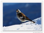 Fringuello sulla neve Fringuello sulla neve