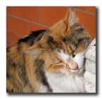 Chi mi f� le coccole?