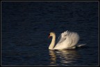 il mio primo cigno il mio primo cigno