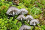 funghi funghi