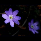 Viola Viola