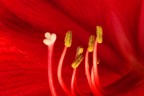 interno rosso interno rosso