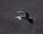Volo cinerino Volo cinerino