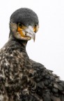 Renzo-Cormorano Renzo-Cormorano