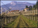 Filari