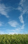 Il cielo sopra il riso Il cielo sopra il riso