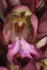 Orchidea selvatica Orchidea selvatica