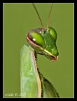 Mantide Mantide