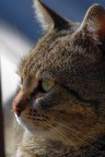 prima prova con gatto prima prova con gatto