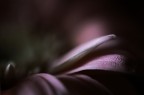 Light Caress Light Caress